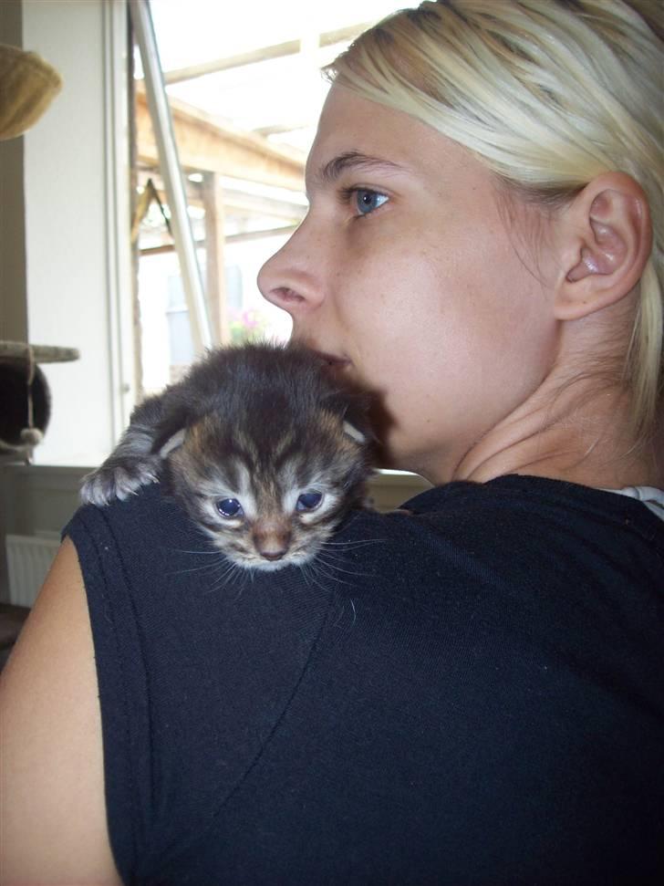 Maine Coon PellePelle - 10.aug 2010 billede 4