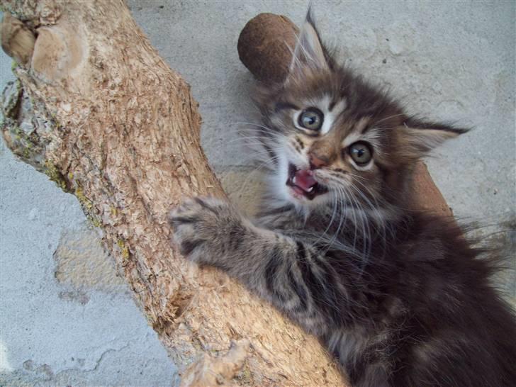 Maine Coon PellePelle - 23.sep 2010 billede 5