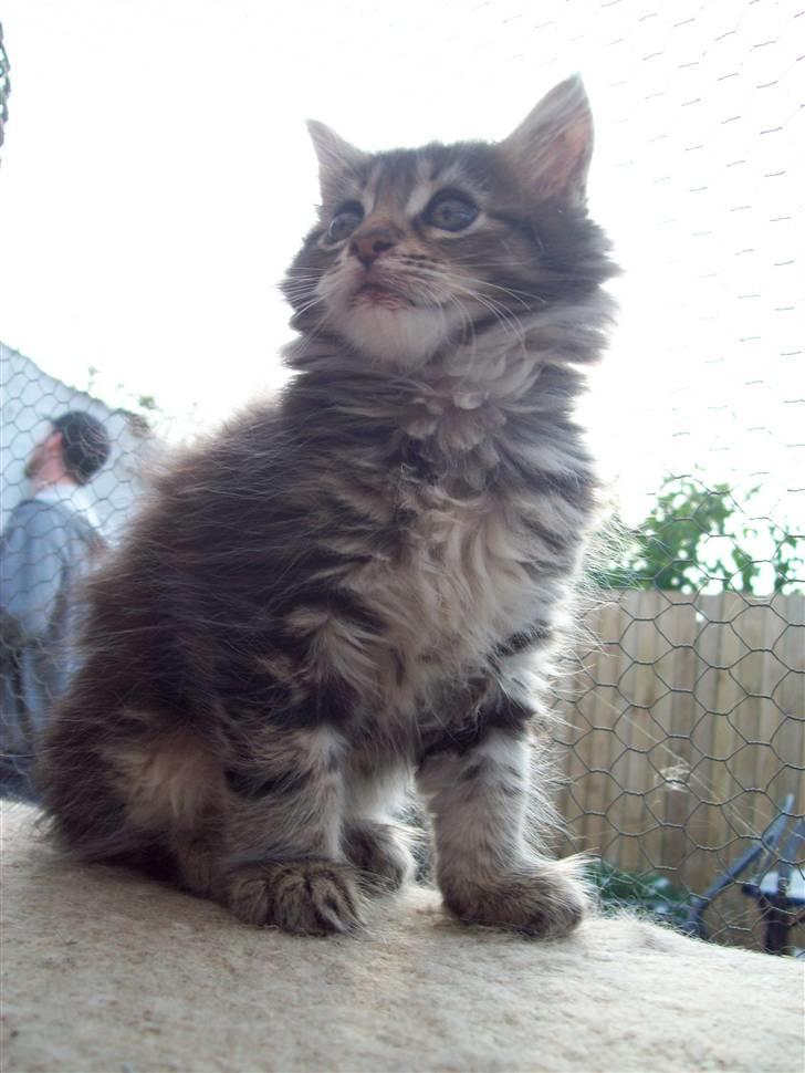 Maine Coon PellePelle - 23.sep 2010 billede 6