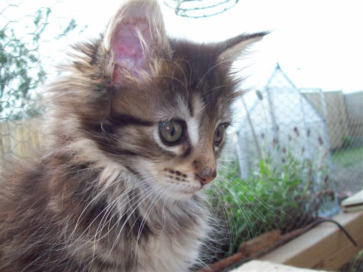 Maine Coon PellePelle - 23.sep 2010 billede 7
