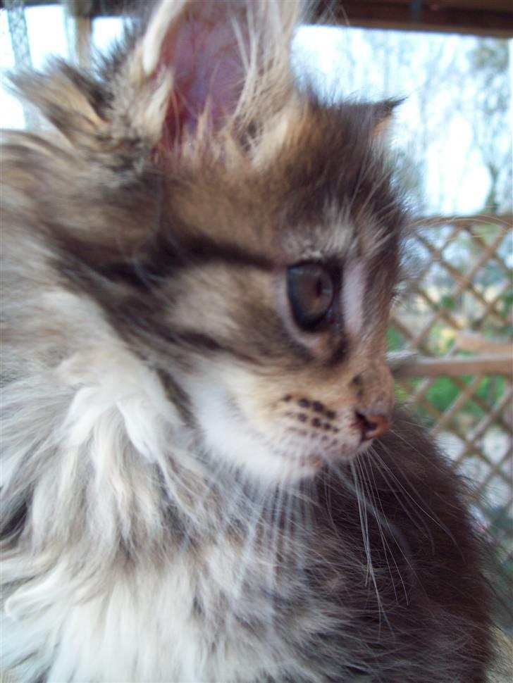 Maine Coon PellePelle - 23.sep 2010 billede 8