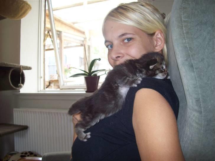 Maine Coon PellePelle - 10. aug 2010. pelle mangler lige lidt af halen :) billede 9