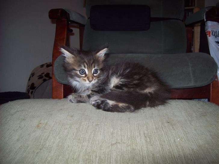 Maine Coon PellePelle - 10. sep 2010 billede 10