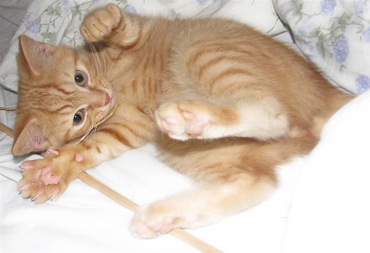 Blanding af racer Yuli billede 19