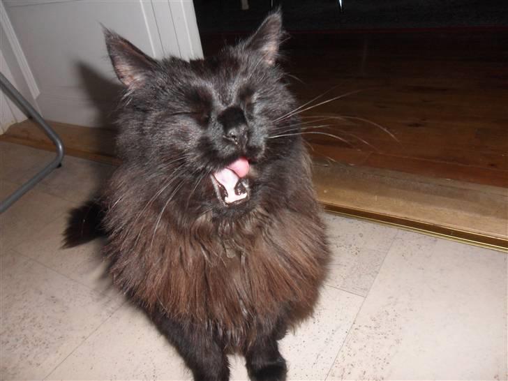 Blanding af racer Choko - Choko tager lige en lur på min fod :) billede 1