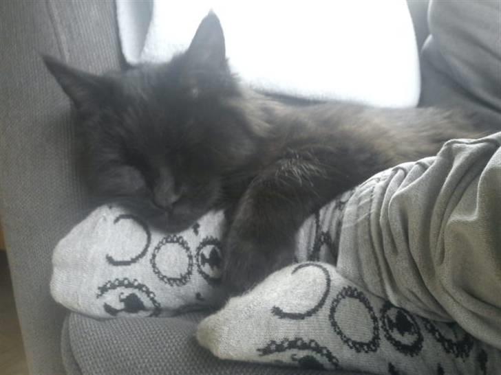 Blanding af racer Choko - Kramz <3 billede 2