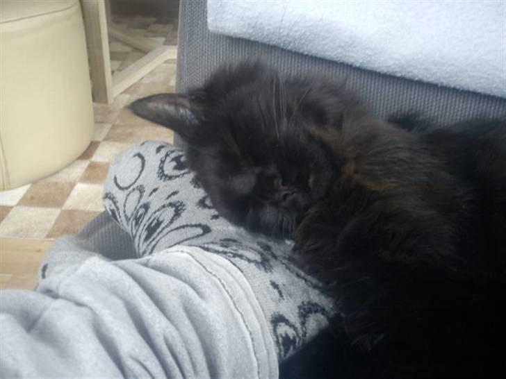 Blanding af racer Choko - ZZZzzzZZZZzz :) billede 3