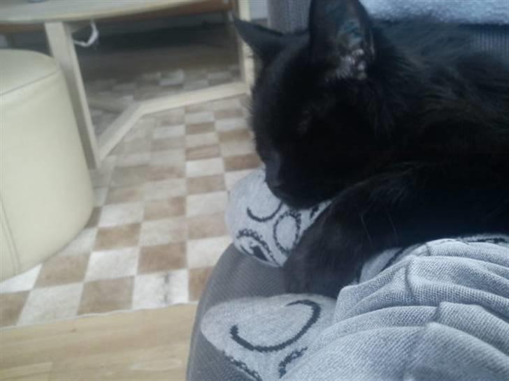 Blanding af racer Choko billede 4