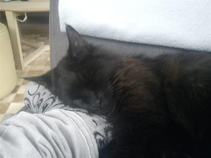 Blanding af racer Choko billede 5