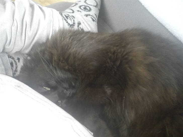 Blanding af racer Choko billede 6