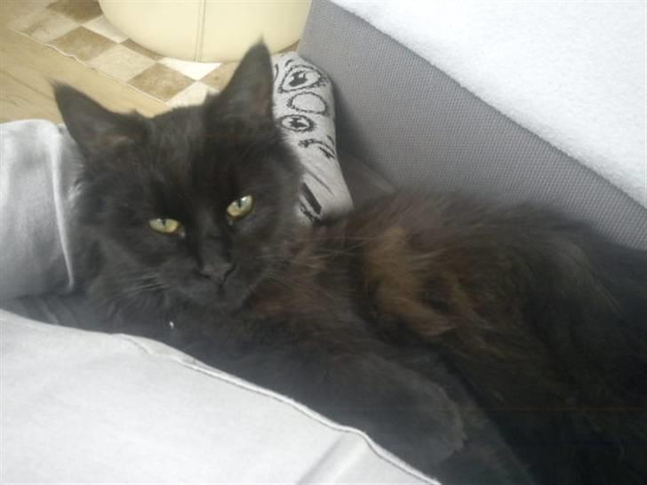 Blanding af racer Choko - ´´Hvorfor vækkede du mig? -.-´´ billede 7