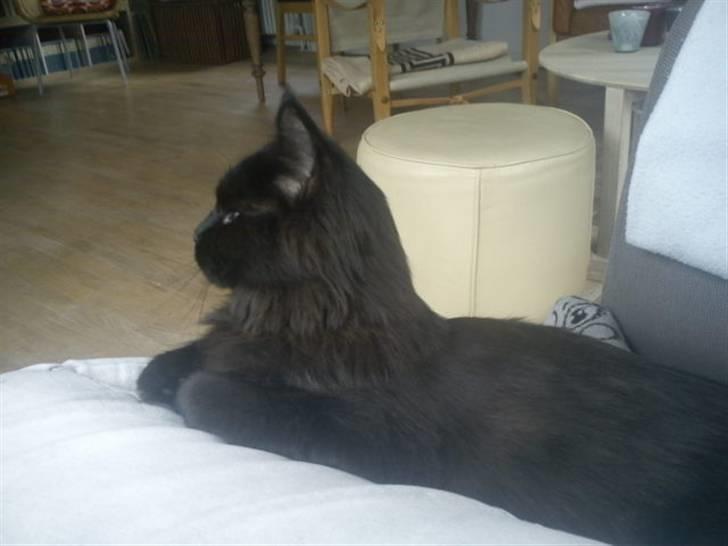 Blanding af racer Choko billede 8