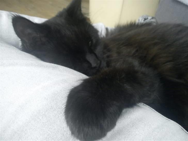 Blanding af racer Choko - Kramz <33 billede 9