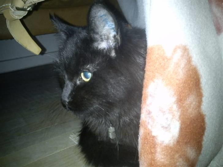 Blanding af racer Choko - Kuk-kuk :). billede 10