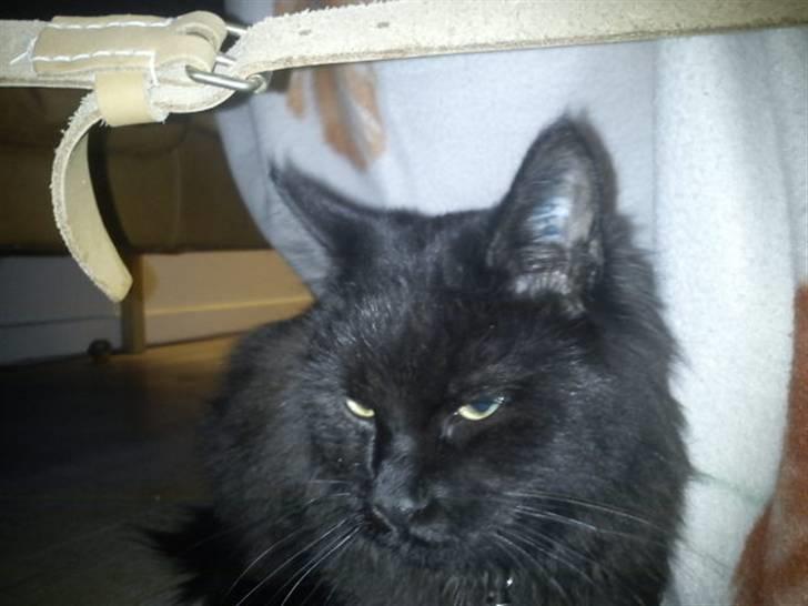 Blanding af racer Choko - Choko sidder lige under stolen i sikkerhed :D. billede 11