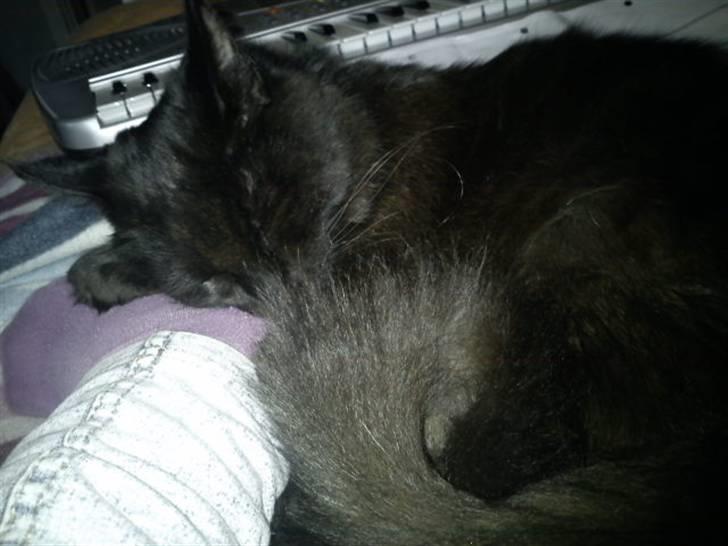 Blanding af racer Choko billede 12