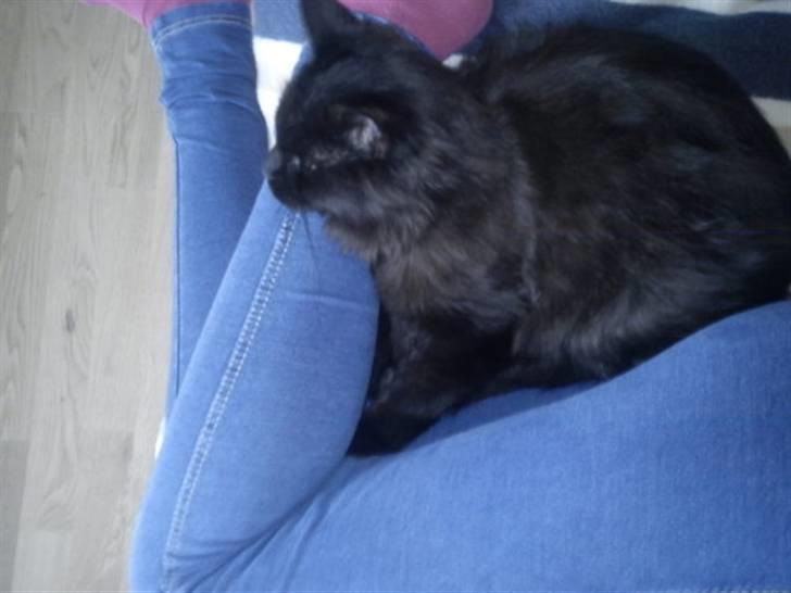 Blanding af racer Choko billede 13