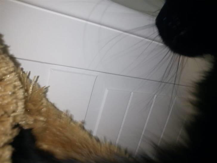 Blanding af racer Choko billede 14