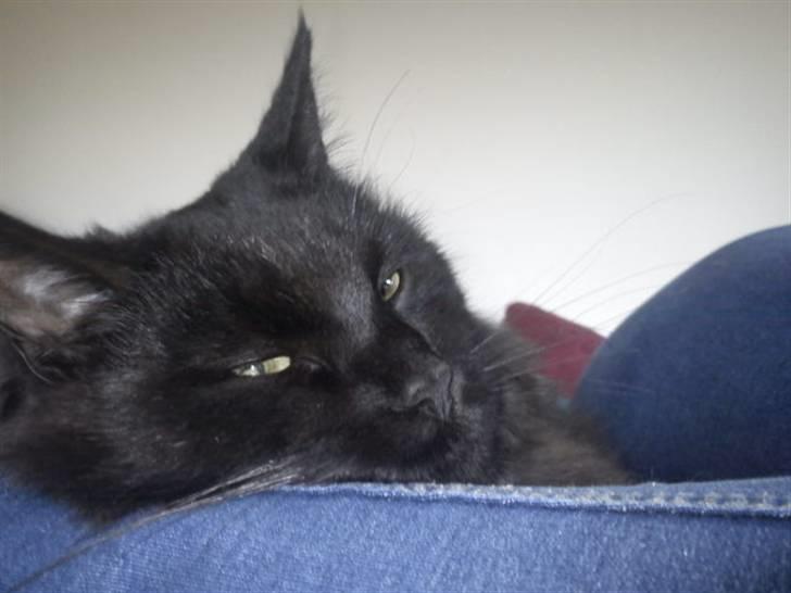 Blanding af racer Choko billede 15