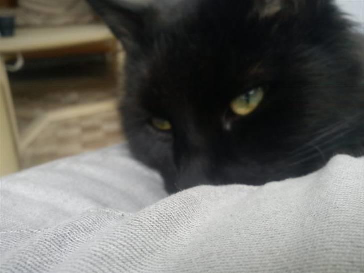 Blanding af racer Choko - Hej q: billede 16