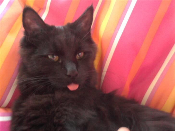 Blanding af racer Choko - :P billede 17