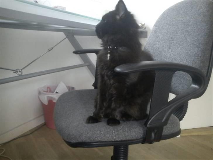 Blanding af racer Choko - Kan man mon komme op og spille computer...? billede 18