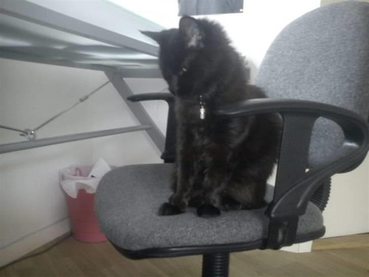 Blanding af racer Choko - Choko på kontorstolen :). billede 19