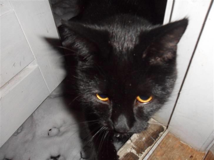 Blanding af racer Sacha billede 1