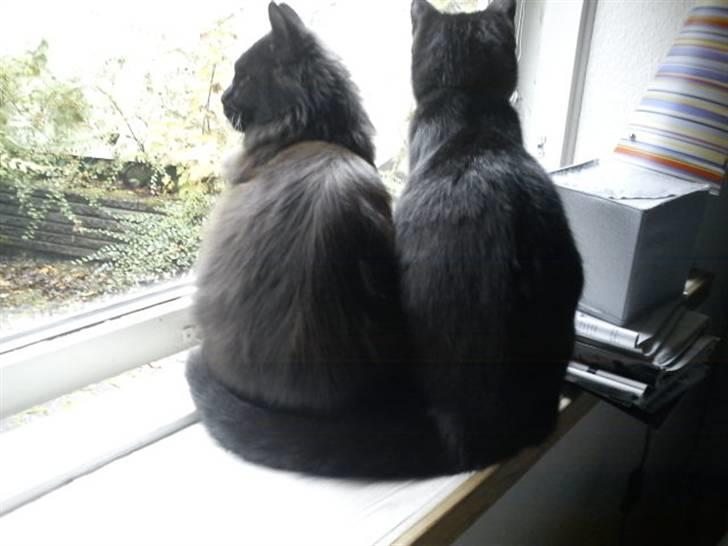 Blanding af racer Sacha billede 2