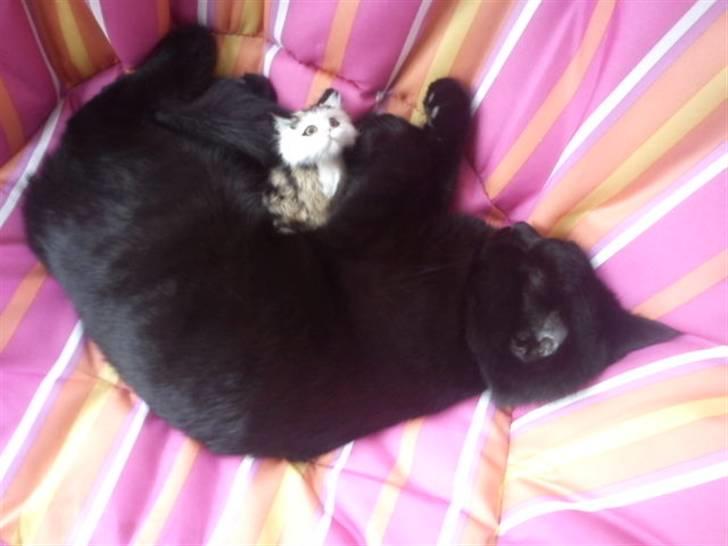 Blanding af racer Sacha billede 3