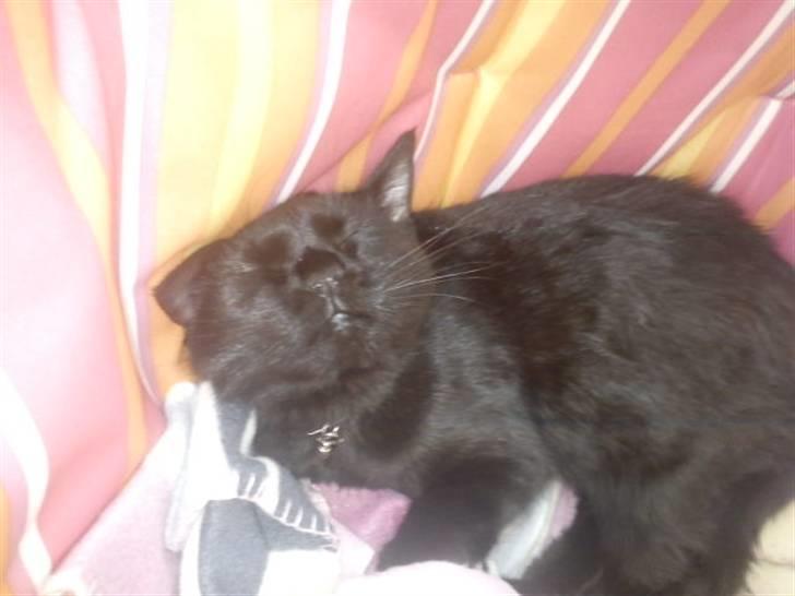 Blanding af racer Sacha billede 5