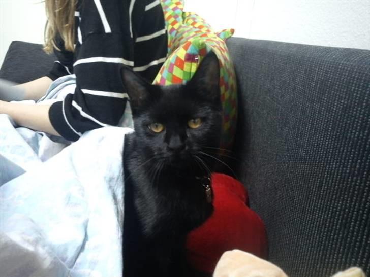 Blanding af racer Sacha billede 6