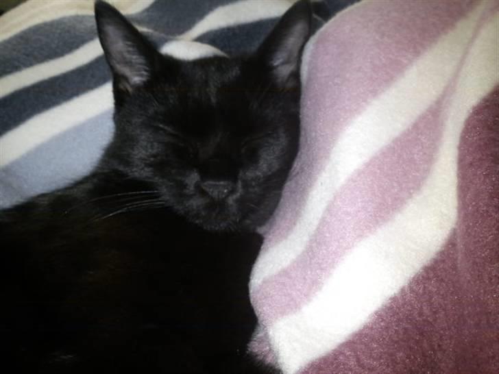 Blanding af racer Sacha billede 7