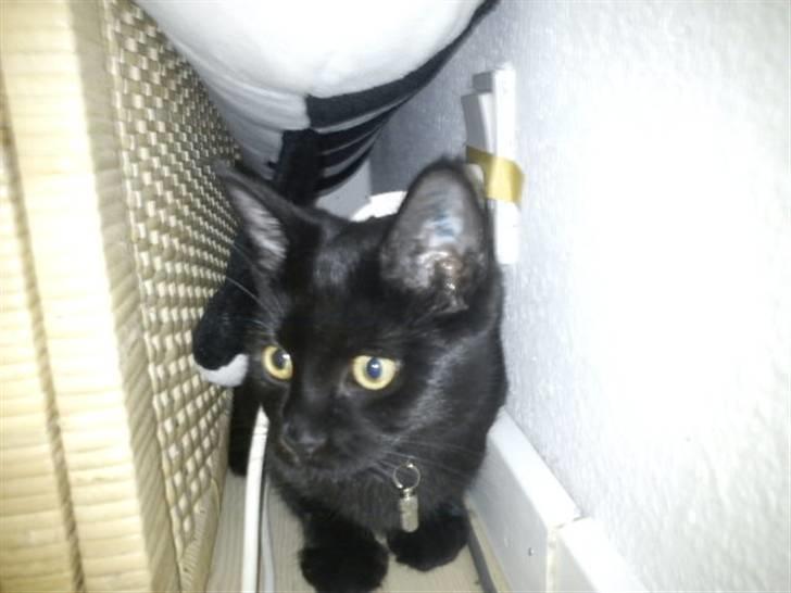 Blanding af racer Sacha billede 8