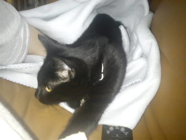 Blanding af racer Sacha billede 11