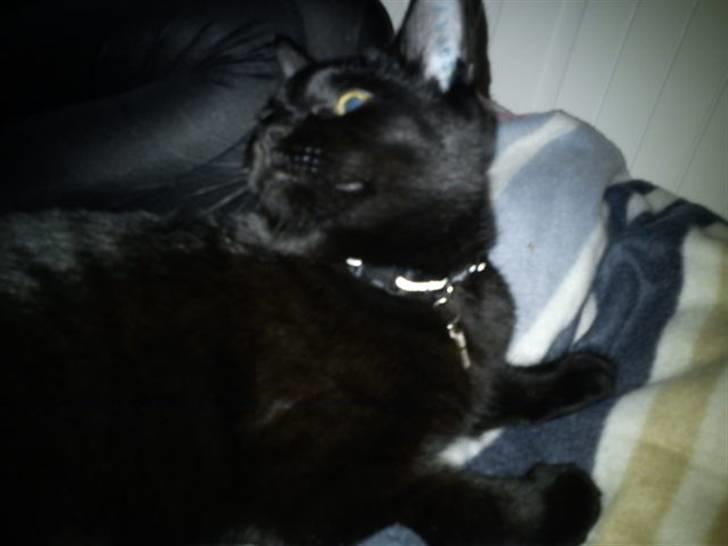 Blanding af racer Sacha billede 12