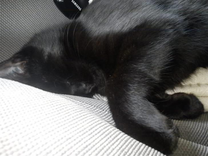 Blanding af racer Sacha billede 13