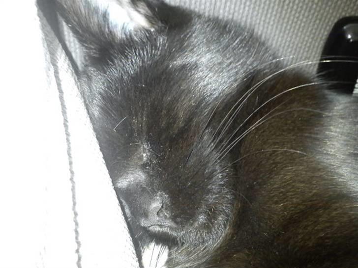 Blanding af racer Sacha billede 14