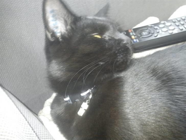 Blanding af racer Sacha billede 15