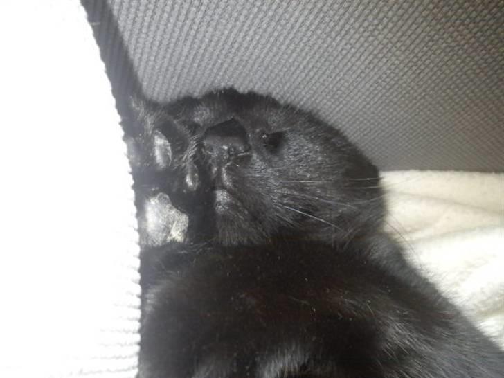 Blanding af racer Sacha billede 16