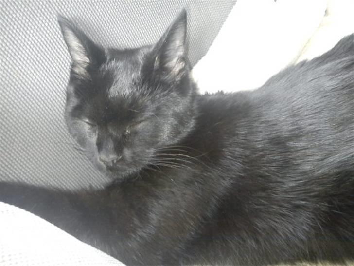 Blanding af racer Sacha billede 17