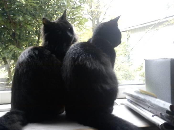 Blanding af racer Sacha billede 18