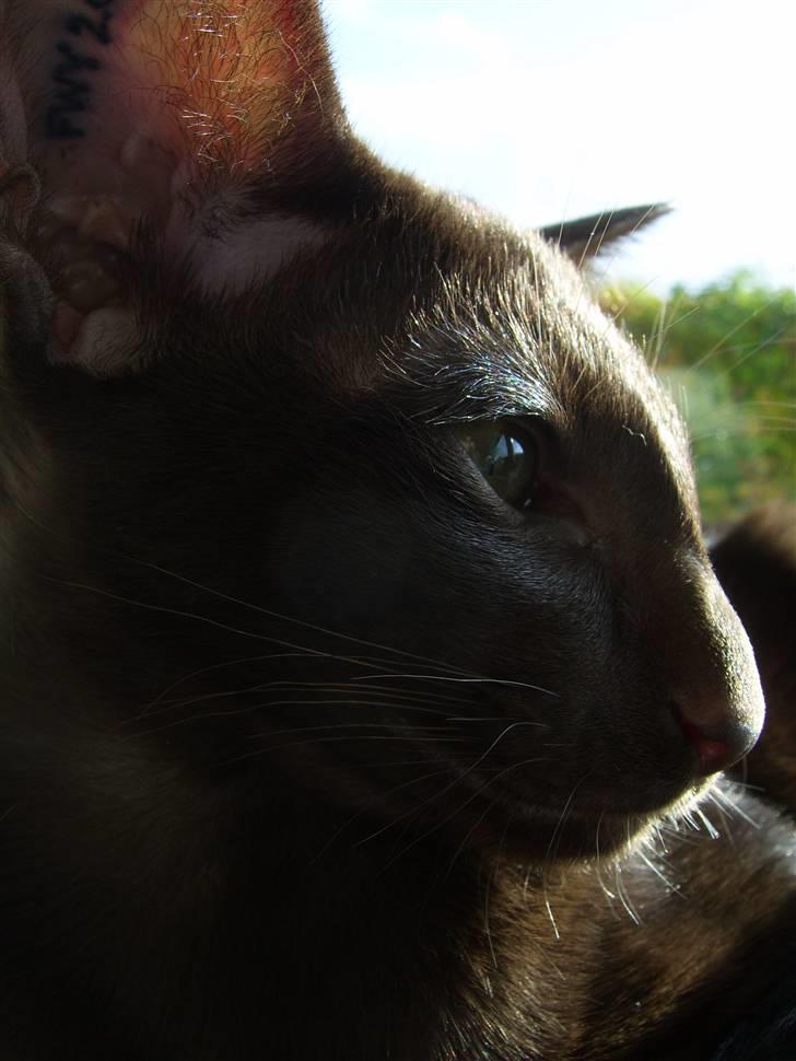 Orientaler Nailhead billede 3