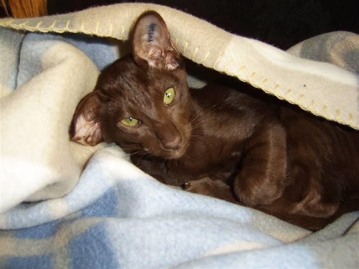 Orientaler Nailhead billede 4