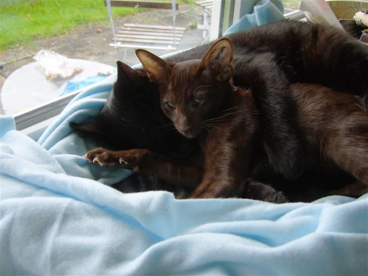 Orientaler Nailhead - Man er da vist ikke i tvivl om de godt kan lide hinanden :) billede 5