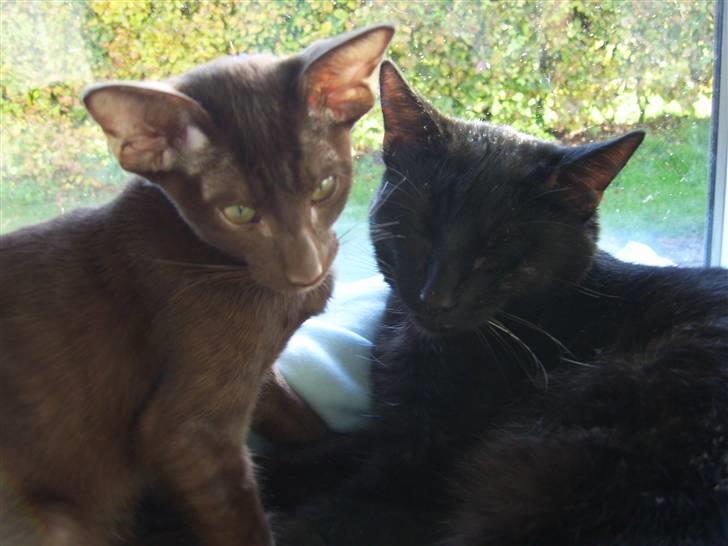 Orientaler Nailhead billede 7