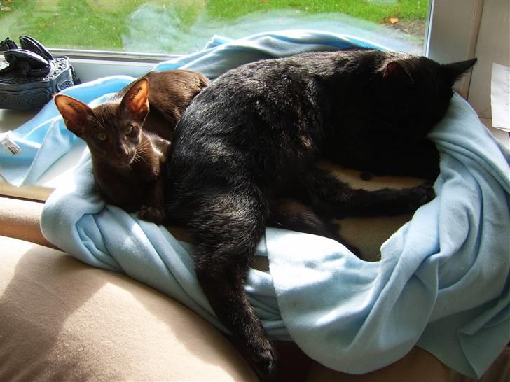 Orientaler Nailhead billede 8