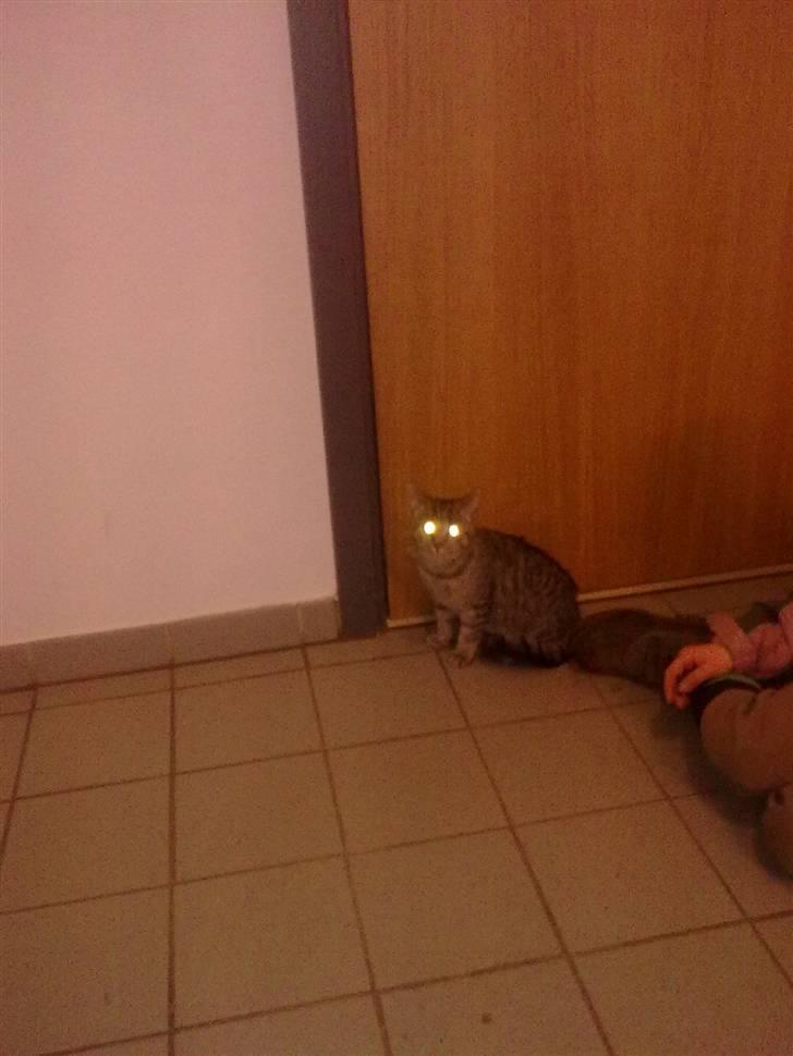 Huskat Tigermis billede 8