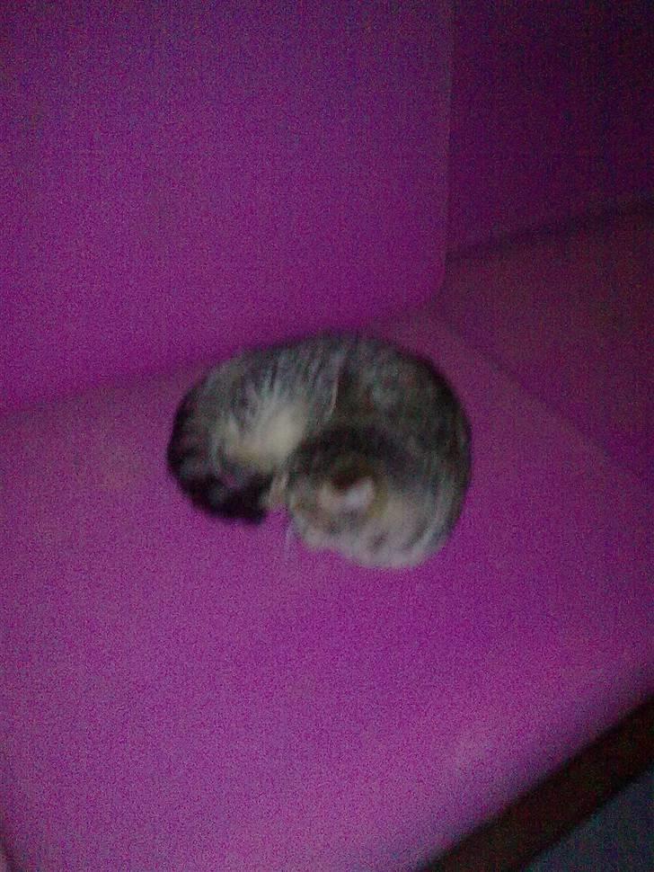 Huskat Tigermis billede 10