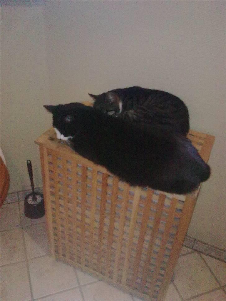 Huskat James Bond  - mine to skatter <33 billede 9